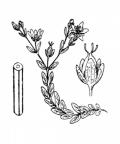 Nom original: Hypericum humifusum (n°675)