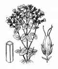 Nom original: Hypericum tetrapterum (n°678)