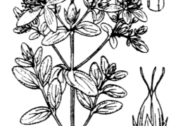 Nom original: Hypericum desetangsii (n°679)