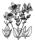 Nom original: Hypericum richeri (n°686)
