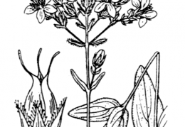 Nom original: Hypericum montanum (n°688)