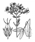 Nom original: Hypericum montanum (n°688)