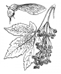 Nom original: Acer pseudoplatanus (n°689)