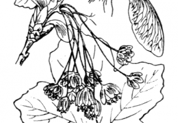 Nom original: Acer opulifolium (n°692)