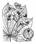 Nom original: Aesculus hippocastanum (n°695)