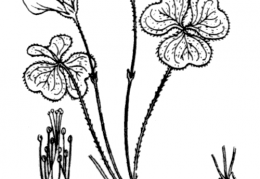 Nom original: Oxalis acetosella (n°697)