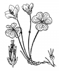 Nom original: Oxalis acetosella (n°697)