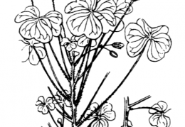 Nom original: Oxalis stricta (n°699)