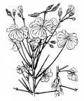 Nom original: Oxalis stricta (n°699)