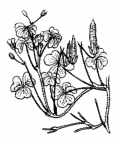 Nom original: Oxalis corniculata (n°700)