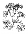 Nom original: Ruta graveolens (n°705)