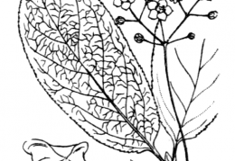 Nom original: Euonymus latifolius (n°709)