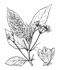 Nom original: Euonymus vulgaris (n°710)