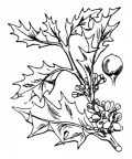 Nom original: Ilex aquifolium (n°712)