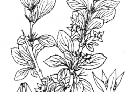 Nom original: Rhamnus saxatilis (n°716)