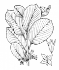 Nom original: Rhamnus alpina (n°718)