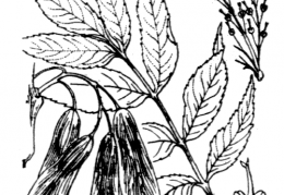 Nom original: Fraxinus excelsior (n°726)