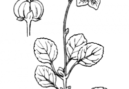 Nom original: Pyrola uniflora (n°733)