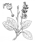 Nom original: Pyrola secunda (n°735)