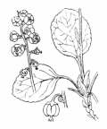 Nom original: Pyrola minor (n°736)