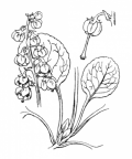 Nom original: Pyrola media (n°737)