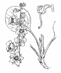 Nom original: Pyrola rotundifolia (n°738)