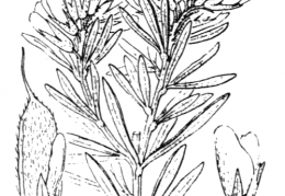 Nom original: Genista linifolia (n°764)
