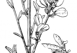 Nom original: Genista cinerea (n°772)