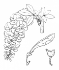 Nom original: Cytisus laburnum (n°774)