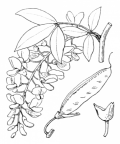 Nom original: Cytisus alpinus (n°775)