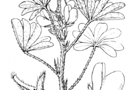 Nom original: Lupinus albus (n°789)