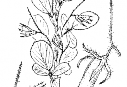 Nom original: Ononis breviflora (n°805)