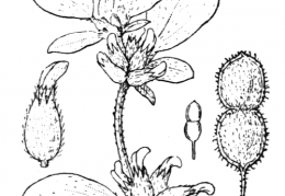Nom original: Anthyllis tetraphylla (n°817)
