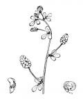 Nom original: Medicago lupulina (n°819)