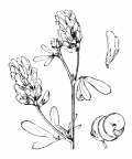 Nom original: Medicago sativa (n°821)