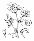 Nom original: Medicago falcata (n°823)