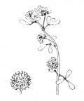 Nom original: Medicago minima (n°834)