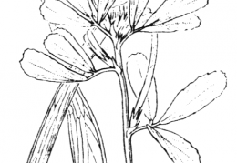 Nom original: Trigonella foenum-graecum (n°850)