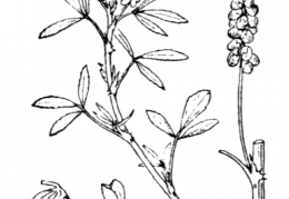 Nom original: Melilotus sulcatus (n°857)