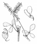 Nom original: Melilotus arvensis (n°861)