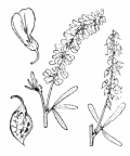 Nom original: Melilotus altissimus (n°862)