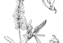 Nom original: Melilotus albus (n°863)