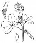 Nom original: Trifolium badium (n°864)