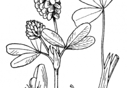 Nom original: Trifolium spadiceum (n°865)