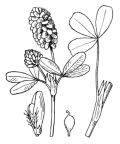 Nom original: Trifolium spadiceum (n°865)