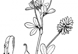 Nom original: Trifolium patens (n°867)