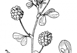 Nom original: Trifolium campestre (n°868)