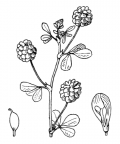 Nom original: Trifolium campestre (n°868)