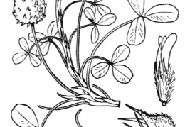Nom original: Trifolium fragiferum (n°871)