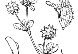 Nom original: Trifolium resupinatum (n°873)